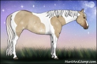 Horse Color:Silver Bay Dun Tobiano Rabicano