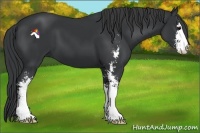 Horse Color:Black Sabino