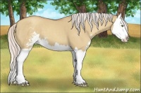 Horse Color:Silver Classic Champagne Dun Sabino Splash 