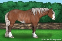 Horse Color:Silver Bay Sabino Rabicano 