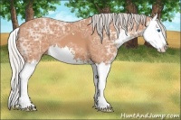 Horse Color:Silver Bay Ice Sabino Splash