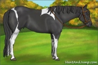 Horse Color:Smoky Black Tobiano 
