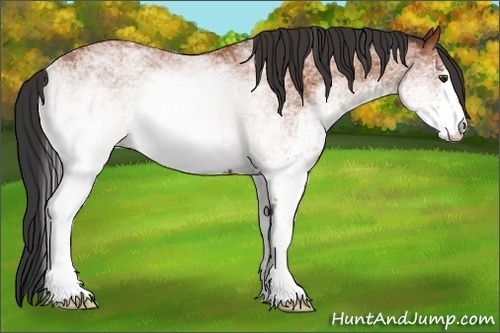 Horse Color:White Spotted Bay
