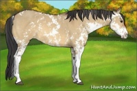 Horse Color:Bay Dun Sabino