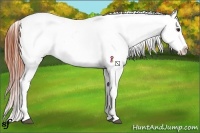 Horse Color:Bay Dun Sabino Appaloosa