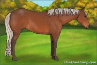 Horse Color:Silver Bay 