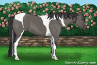 Horse Color:Grullo Tobiano