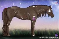Horse Color:White Spotted Liver Chestnut 