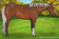 Horse Color:Silver Bay 