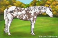 Horse Color:Silver Black Sabino 