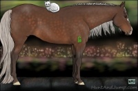 Horse Color:Silver Bay 