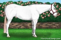 Horse Color:Bay Roan Dun Snowcap