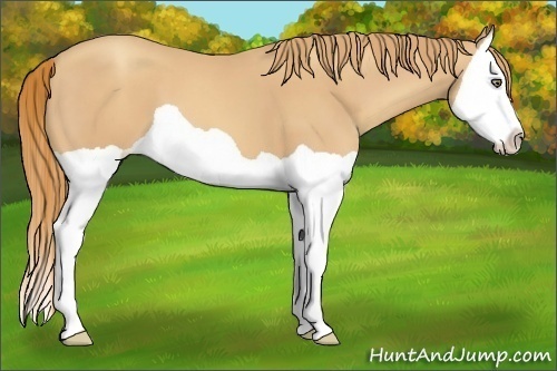 Horse Color:Gold Champagne Splash