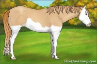 Horse Color:Gold Champagne Splash 