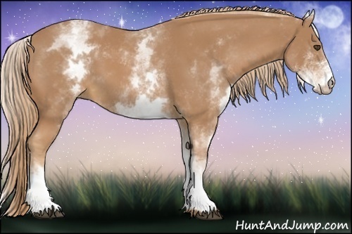 Horse Color:White Spotted Chestnut 
