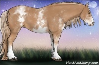Horse Color:White Spotted Chestnut