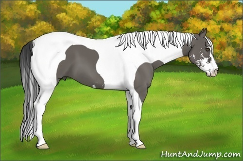 Horse Color:Grullo Sabino Tobiano