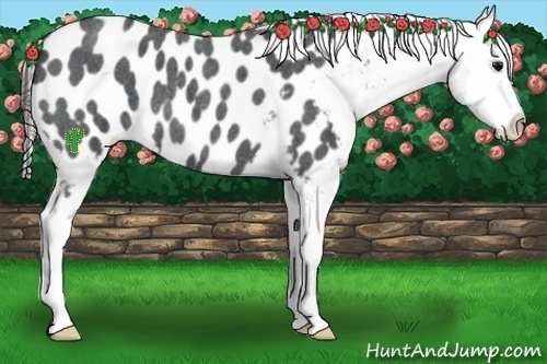 Horse Color:Blue Roan Blanket 