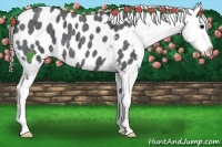 Horse Color:Blue Roan Blanket
