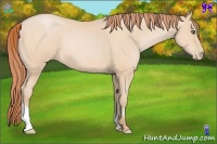 Horse Color:Buckskin Pearl Tobiano 