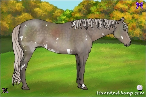 Horse Color:White Spotted Silver Black Sabino 