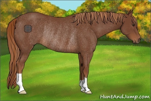 Horse Color:Chestnut Rabicano 