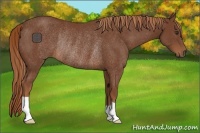 Horse Color:Chestnut Rabicano