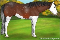 Horse Color:Bay Splash 