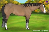 Horse Color:Bay Dun Splash 