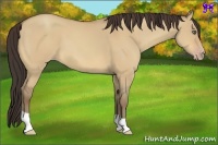 Horse Color:Amber Champagne Dun