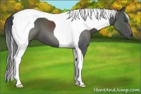 Horse Color:Black Tobiano 