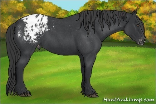 Horse Color:Unknown 