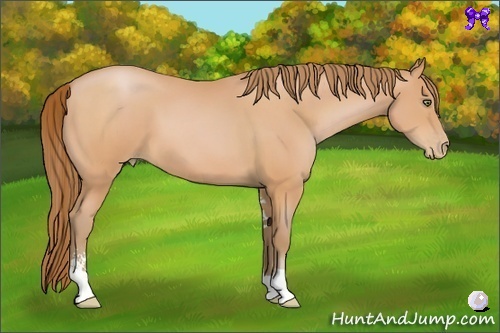 Horse Color:Bay Pearl Sabino 