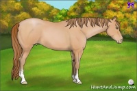 Horse Color:Bay Pearl Sabino 