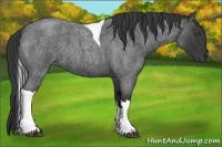 Horse Color:Blue Roan Tobiano 