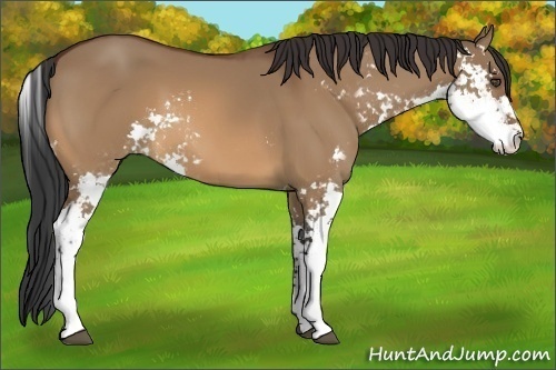 Horse Color:Bay Dun Sabino 