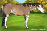 Horse Color:Bay Dun Sabino 
