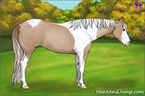 Horse Color:Black Pearl Sabino Tobiano 