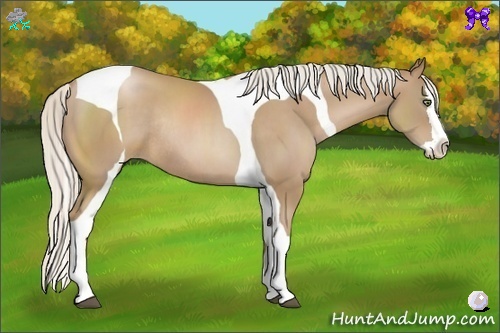 Horse Color:Silver Black Pearl Splash Tobiano Rabicano 