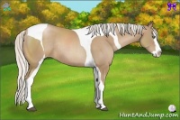 Horse Color:Silver Black Pearl Splash Tobiano Rabicano