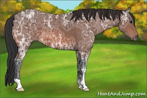 Horse Color:Bay Ice 