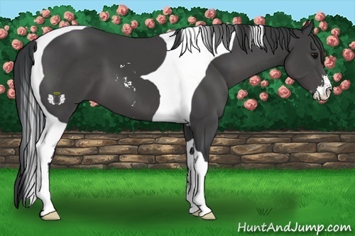Horse Color:Black Sabino Tobiano 