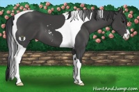 Horse Color:Black Sabino Tobiano 