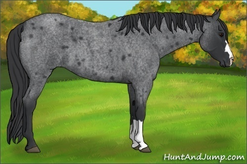 Horse Color:Blue Roan