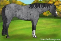 Horse Color:Blue Roan 