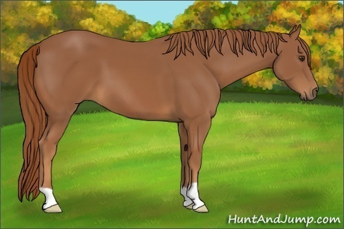 Horse Color:Chestnut 