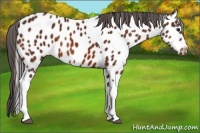 Horse Color:Bay Tobiano Appaloosa 