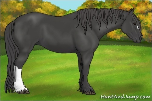 Horse Color:Smoky Black 