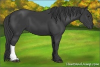 Horse Color:Smoky Black 