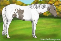Horse Color:White Spotted Silver Smoky Black Tobiano Frame